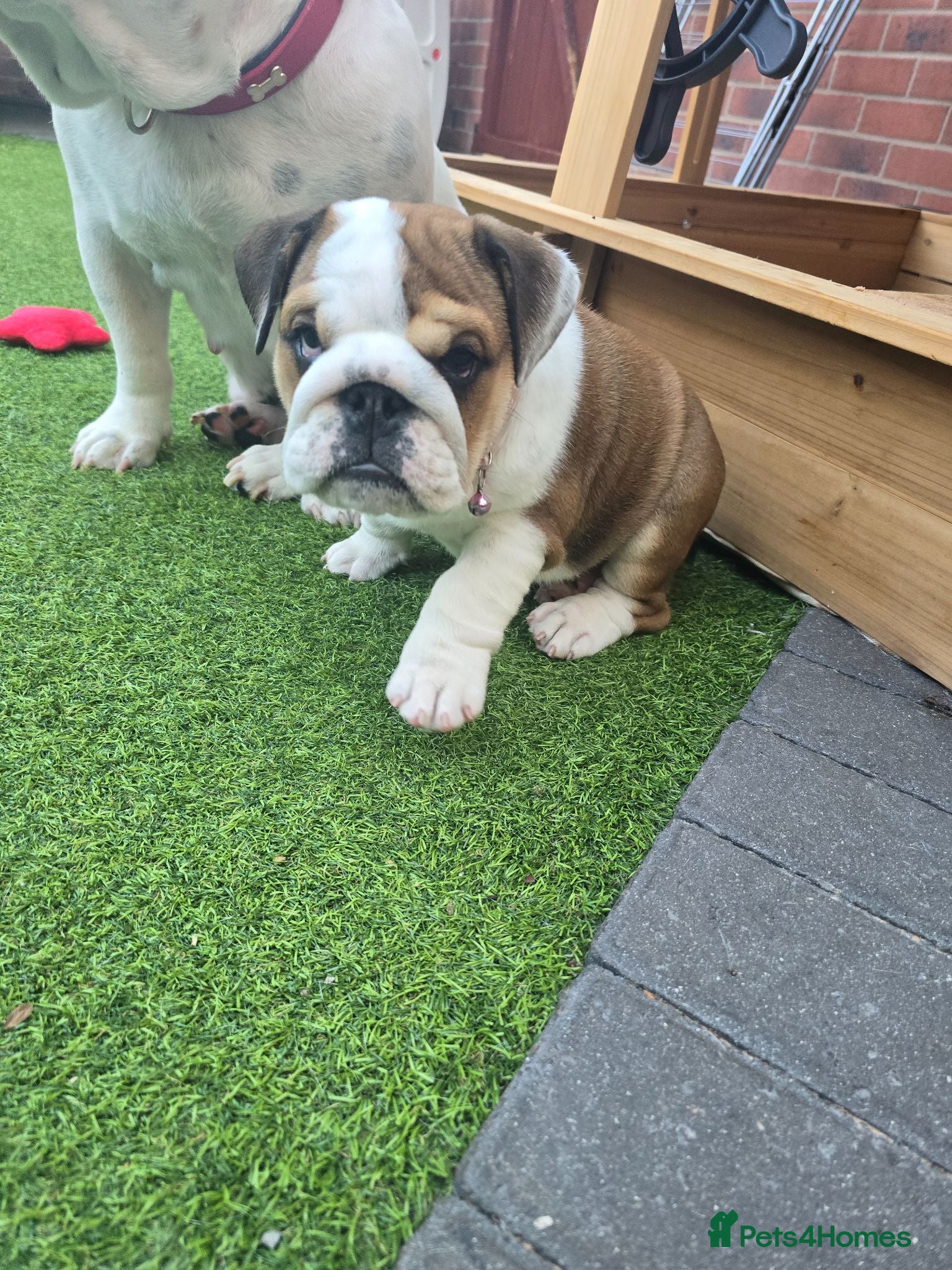 English Bulldog dogs 🐾 READY NOW ! 🎉🥰 Beautiful KC girl🐶😍 - Advert 4
