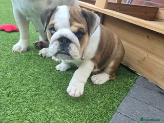 English Bulldog dogs 🐾 READY NOW ! 🎉🥰 Beautiful KC girl🐶😍 - Advert 4