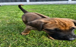 Rhodesian Ridgeback dogs for sale: Rhodesian ridgeback puppies - Image 6