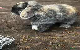 Lionhead rabbits for sale: Gorgeous Lionhead Rabbits Looking for Loving Homes - Image 4