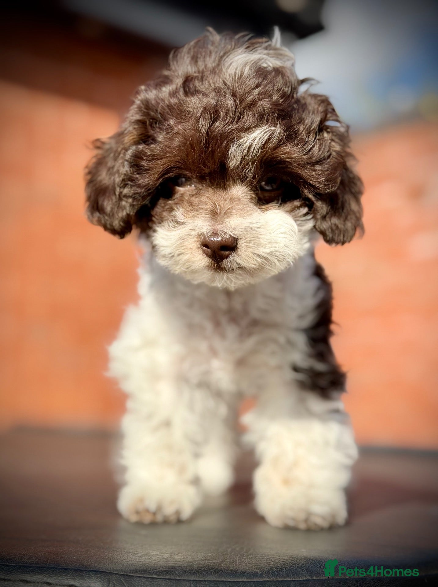 Toy Poodle dogs 🐾 Last 2 Gorgeous Asian Poodle Puppies! 🐾 - Advert 2