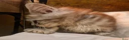 Maine Coon cats for sale: Sweet Maine coon - Advert 4