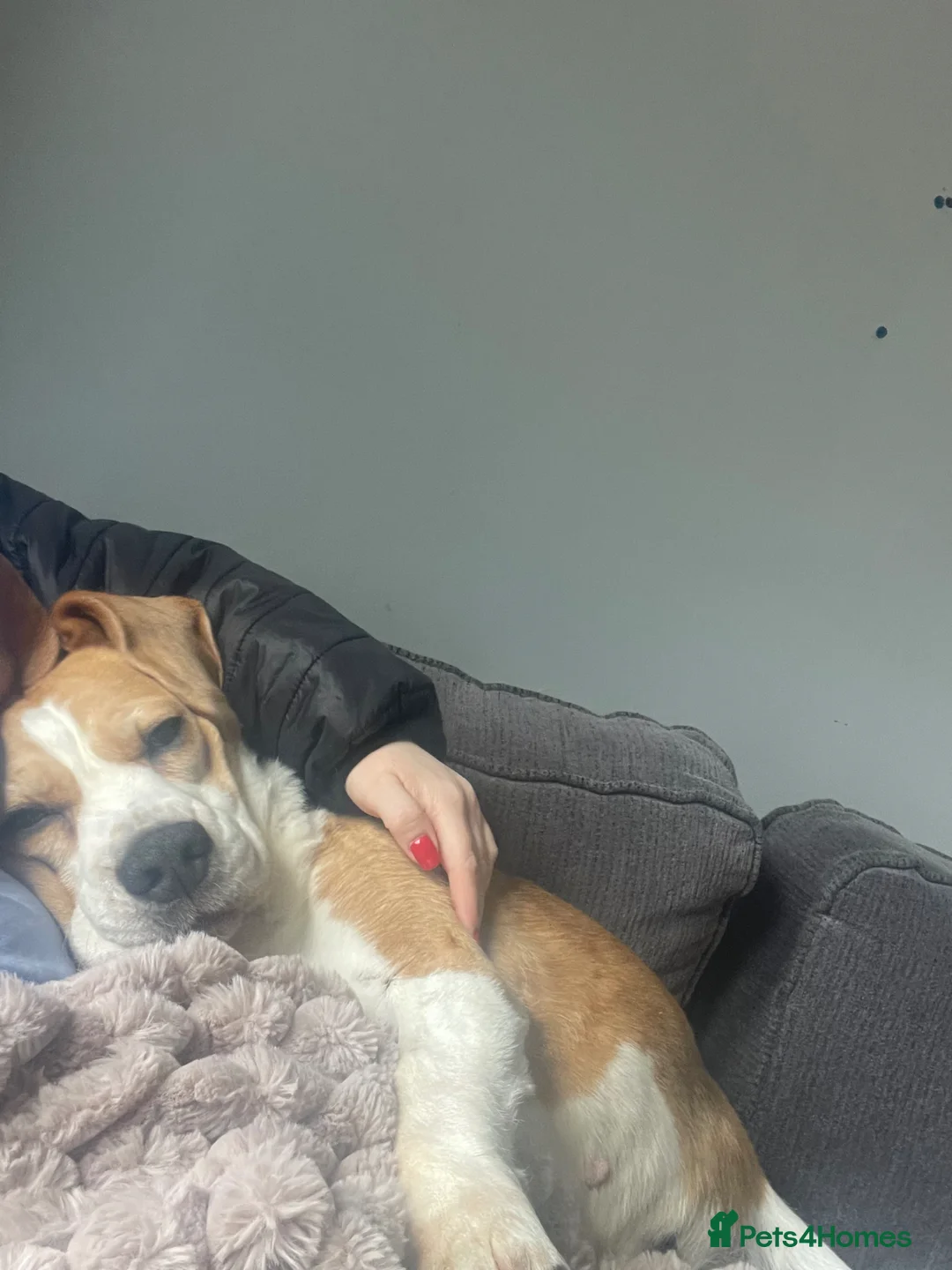 Beagle dogs for sale: Female beagle - Advert 6