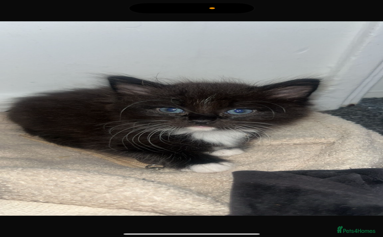 Mixed Breed cats - Advert 12