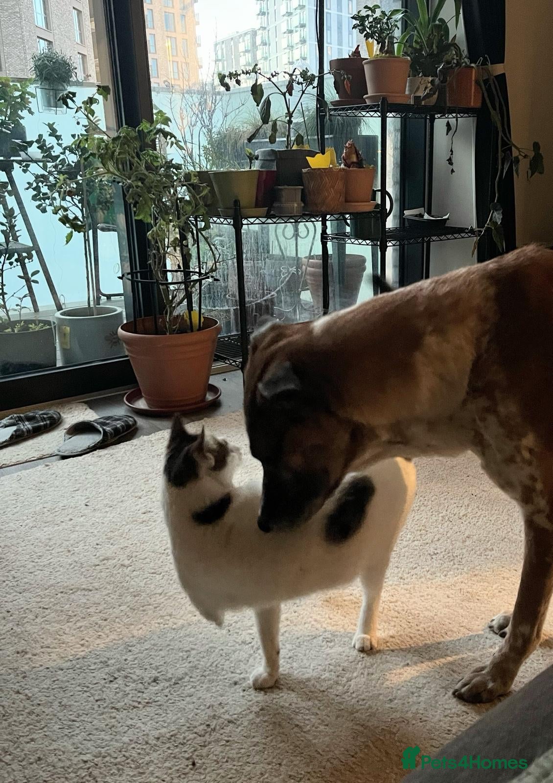 Mixed Breed cats ANAKIN HAPPY FRIEND WITH DOG - NeuteredCuddly Calm - Advert 3