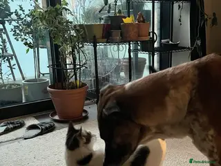 Mixed Breed cats ANAKIN HAPPY FRIEND WITH DOG - NeuteredCuddly Calm - Advert 3