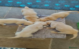 Golden Retriever dogs for sale: Gentle and loving Golden Retriever puppiess  - Image 1