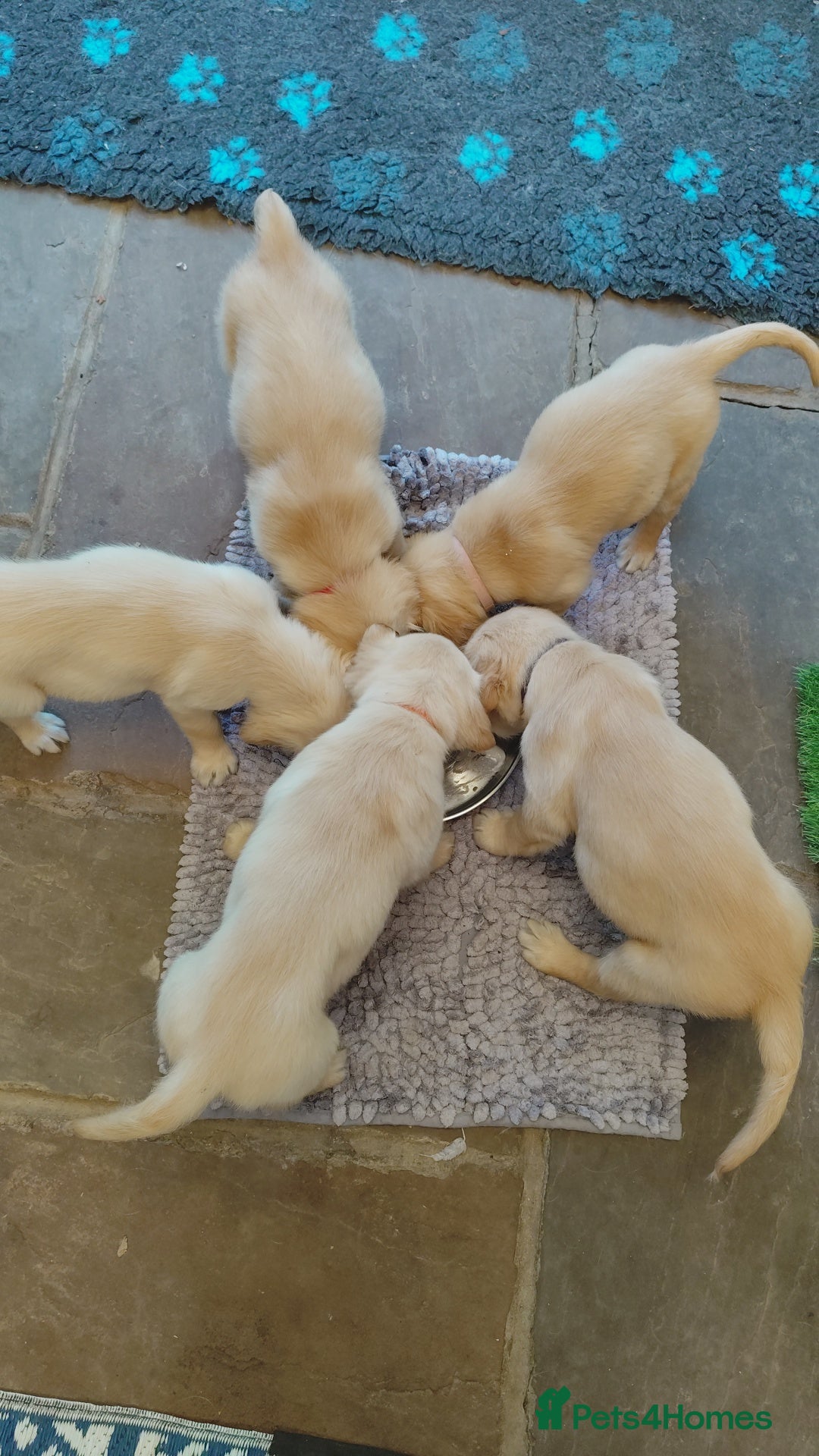 Golden Retriever dogs for sale: Gentle and loving Golden Retriever puppiess  - Image 1