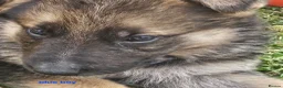 German Shepherd dogs for sale: 8 BIG German Shepherd Puppies  - Advert 15