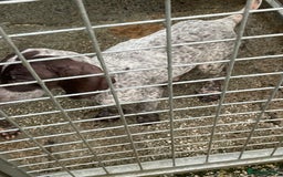 German Shorthaired Pointer dogs for sale: Pointers - Advert 10