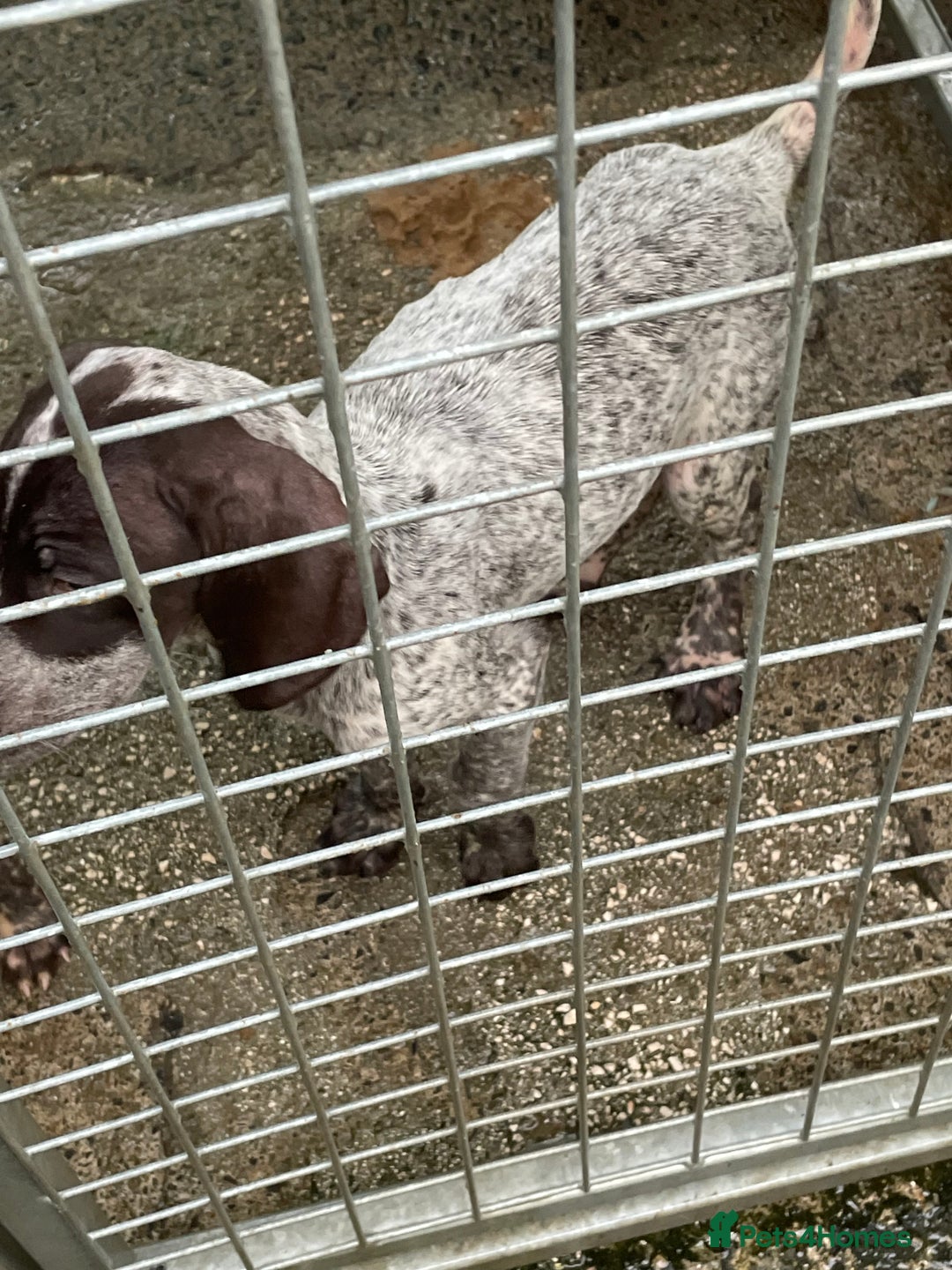 German Shorthaired Pointer dogs for sale: Pointers - Advert 10
