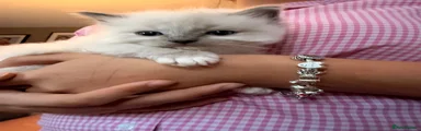 Ragdoll 1
