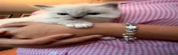 Ragdoll cats for sale: Ragdoll kittens for sale  in Romford - Advert 5