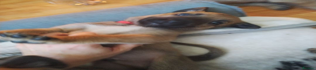 Belgian Shepherd Dog Puppy 3