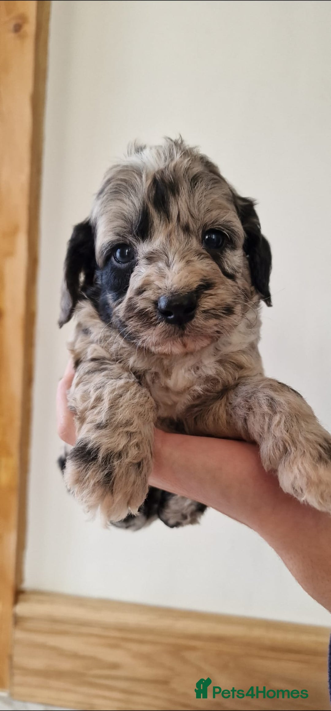 Cockapoo dogs for sale: F1 show type miniature cockapoo  - Image 13