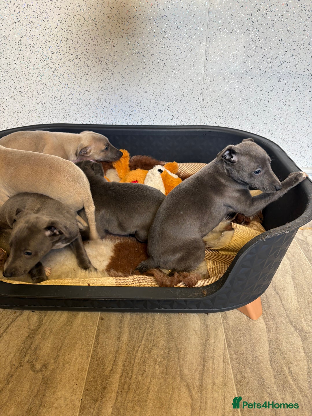 Whippet dogs for sale: 5 beautiful kc registered whippit puppies  - Advert 14