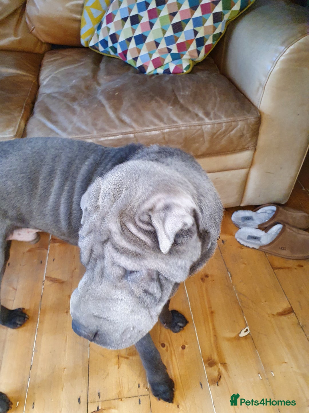 Shar Pei dogs for sale: Lovely Sharpei - Advert 3