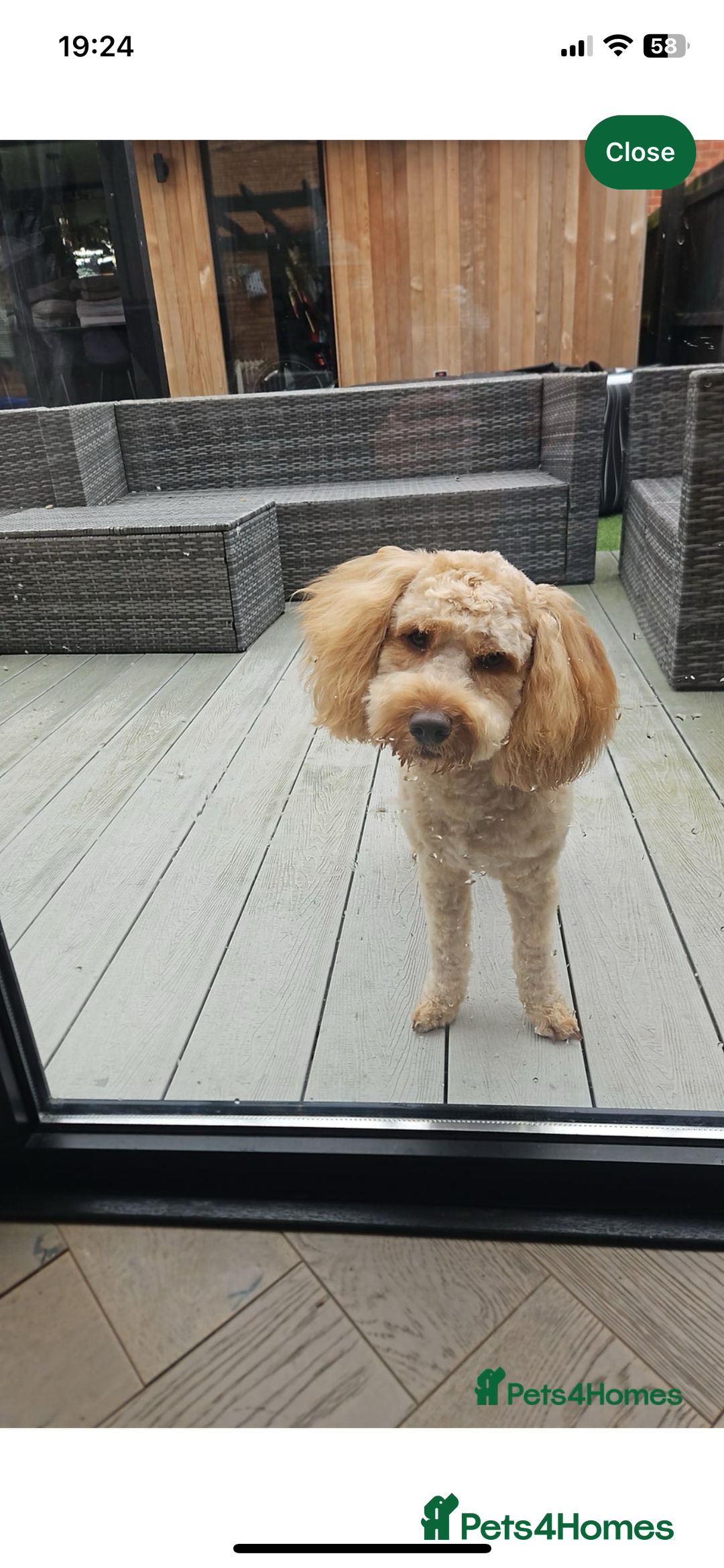 Cockapoo dogs for stud: Cockapoo for Stud  - Advert 9