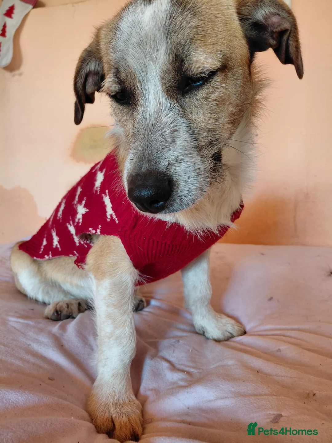 Mixed Breed dogs for adoption: 💖 Meet JESSICA 💖 - a story of Strength and Love - Advert 7