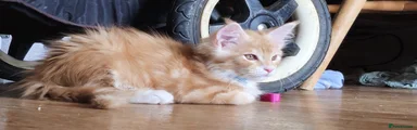 Maine Coon Kitten 3