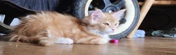 Maine Coon cats for sale: TICA reg Maine coons - Advert 4