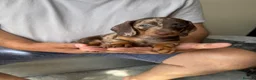 Dachshund dogs for sale: Miniature dachshund puppies  - Advert 3