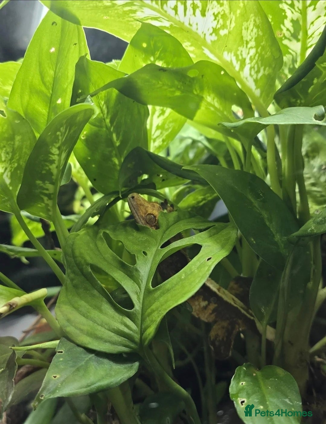 Gecko reptiles for sale: 2x Crested Geckos & Setup (1 male 1 female) - Image 4