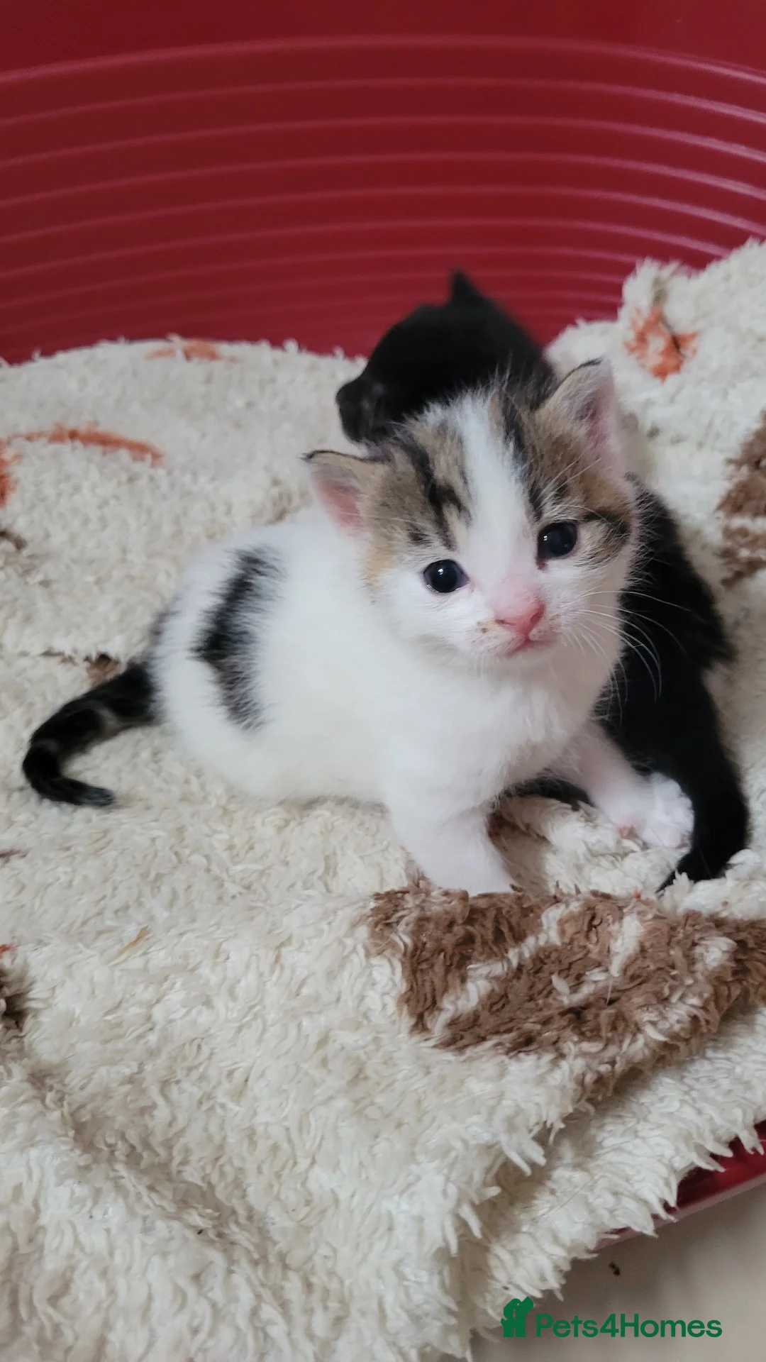 Mixed Breed cats for sale: Cross mainecoon kittens  - Advert 4