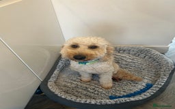 Cockapoo dogs for sale: Male cockapoo - Advert 1