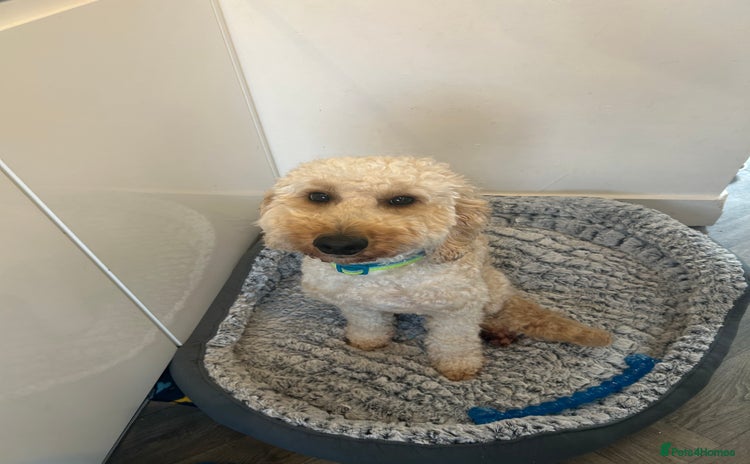 Cockapoo dogs Male cockapoo - Advert 1