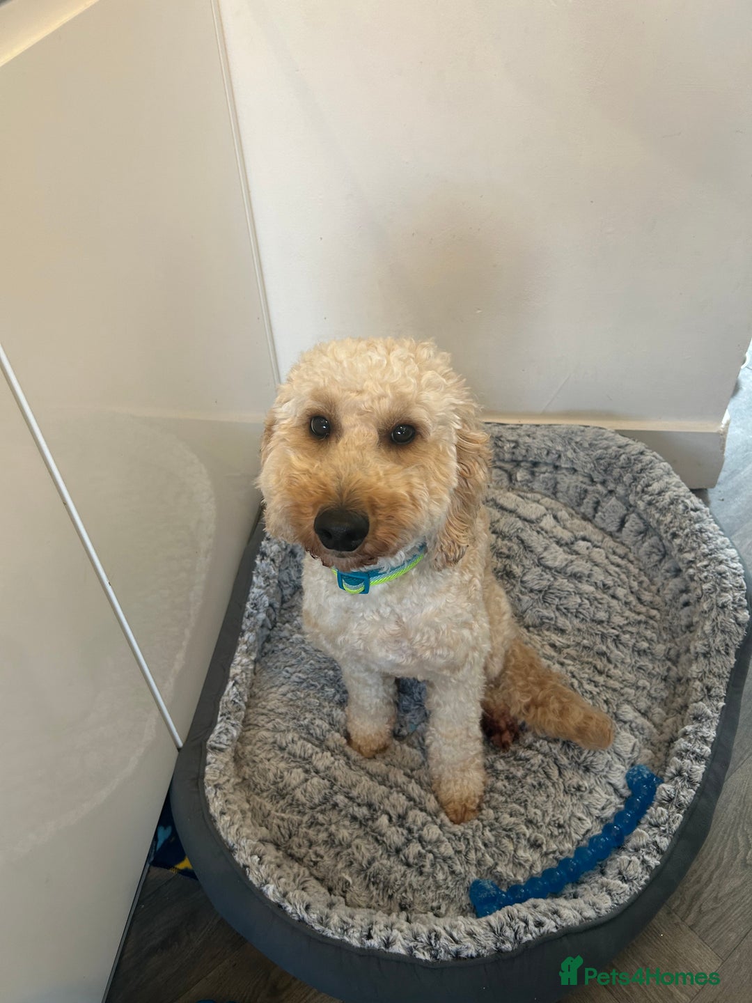 Cockapoo dogs for sale: Male cockapoo - Advert 1