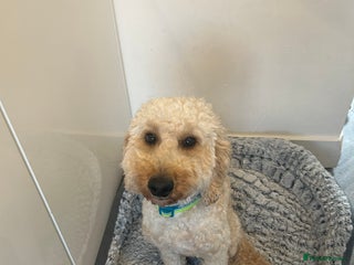 Cockapoo dogs Male cockapoo - Advert 1