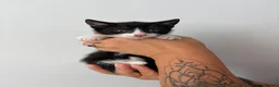 Mixed Breed cats for sale: Beautiful kittens - Advert 19