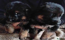 German Shepherd dogs for sale: German Shepherd pups black and gold - Image 1