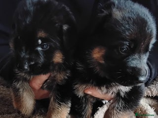 German Shepherd dogs - Advert 4