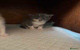 Domestic Shorthair cats for sale: 2 female kittens left for sale  in Bristol - Image 10
