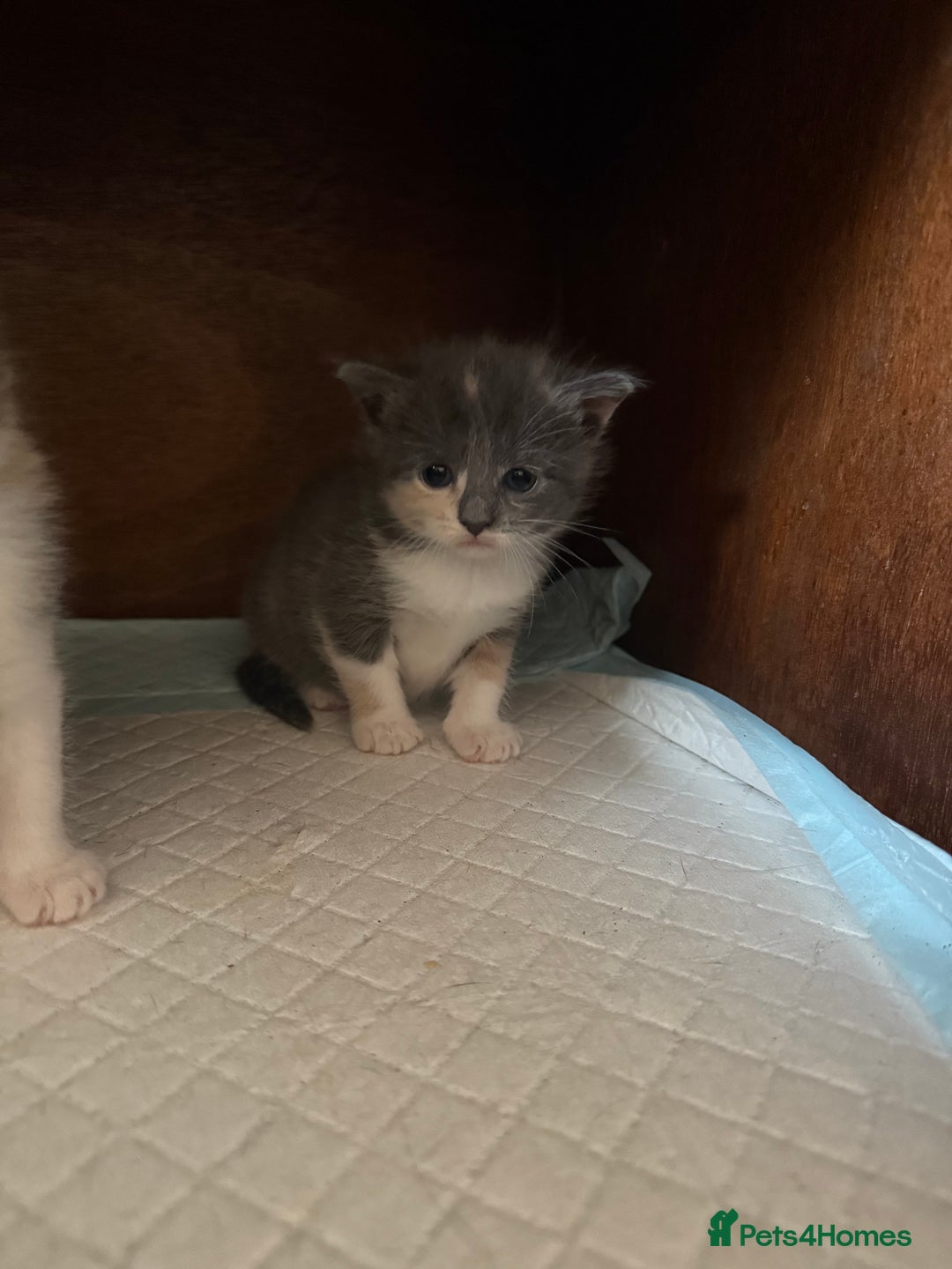 Domestic Shorthair cats for sale: 2 female kittens left for sale  in Bristol - Image 10