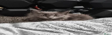 Sold Maine Coon 1 grey