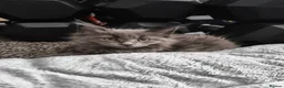 Maine Coon cats for sale: Reserved mainecoon fluff baby ball kitties - Advert 13
