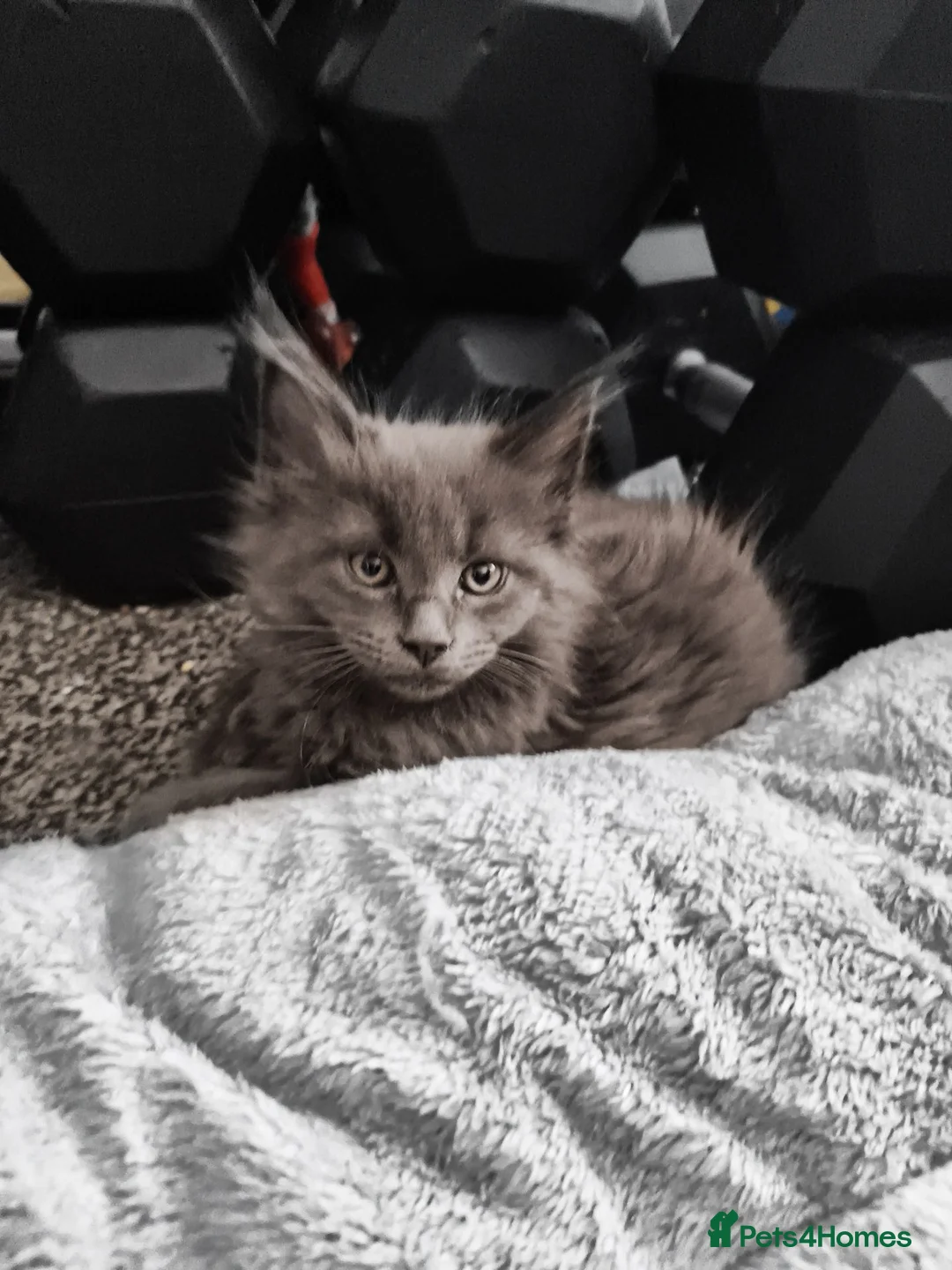Maine Coon cats for sale: Reserved mainecoon fluff baby ball kitties - Advert 13