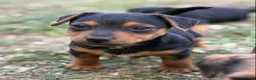 Mixed Breed dogs for sale: Terrier mix x Jack russell - Advert 7