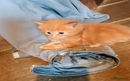 Persian cats for sale: Persian X Beautiful friendly ginger kittens  - Image 12