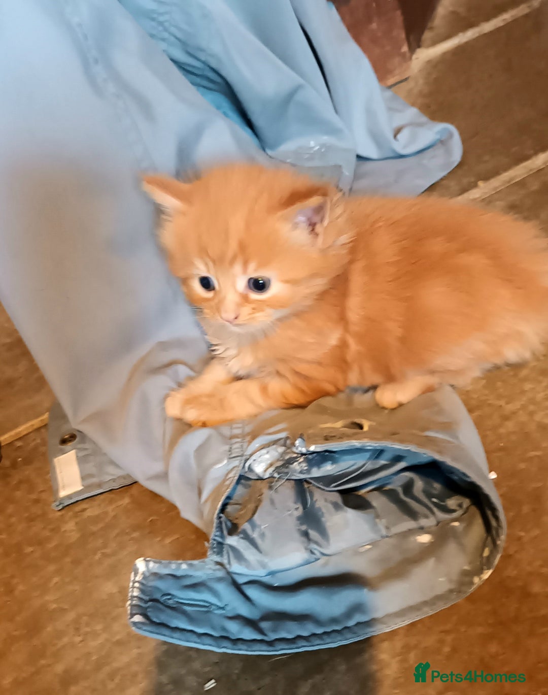 Persian cats for sale: Persian X Beautiful friendly ginger kittens  - Image 12