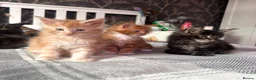 Maine Coon cats for sale: BEAUTIFUL MAINE COON KITTENS LOOKING FOR NEW HOME - Advert 24