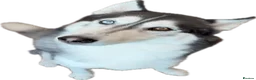 Siberian Husky dogs for stud: Husky Stud Available Exceptional Temperament in Blackburn - Advert 7