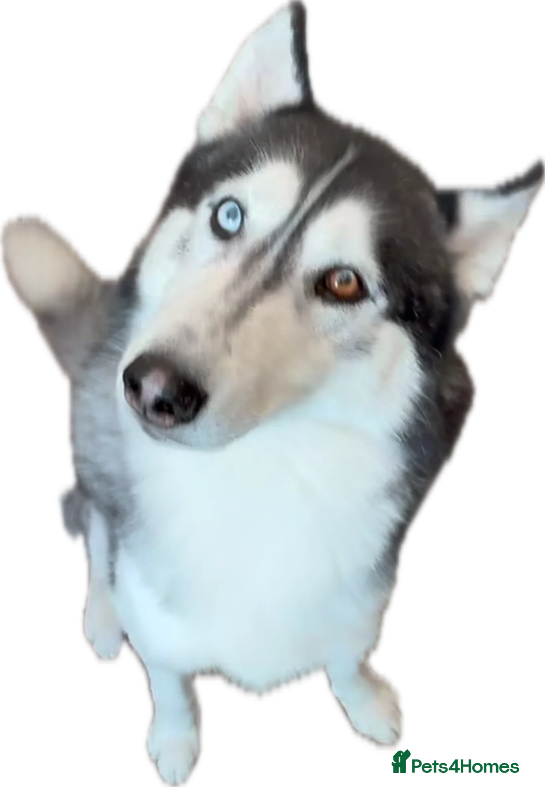 Siberian Husky dogs for stud: Husky Stud Available Exceptional Temperament in Blackburn - Advert 7