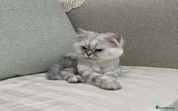 Mixed Breed cats for adoption: [Indoors Only] Chloe - Chilled and Chatty Cutie - Image 6