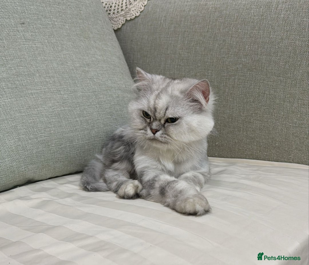 Mixed Breed cats for adoption: [Indoors Only] Chloe - Chilled and Chatty Cutie - Image 6