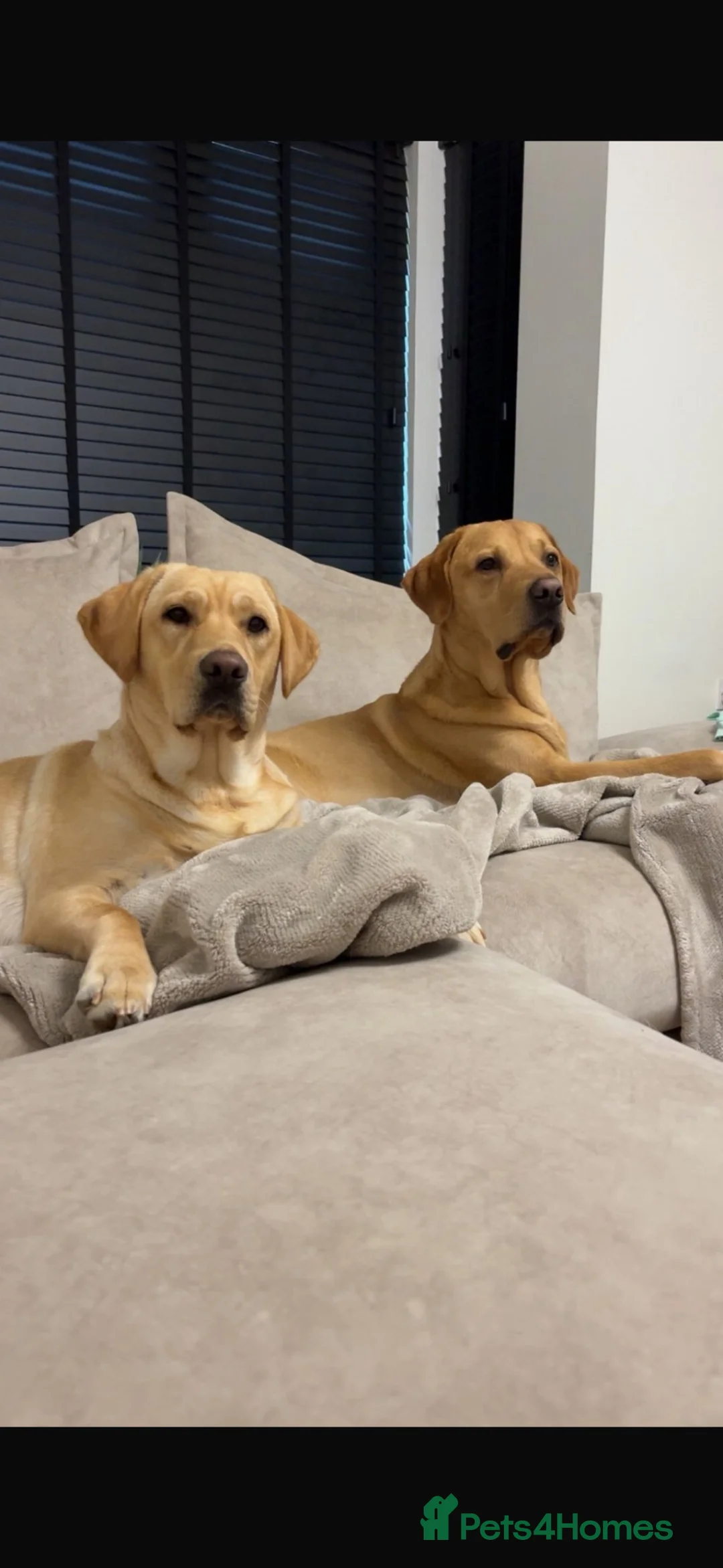 Labrador Retriever dogs for sale: Labrador Retriever puppys  - Advert 2