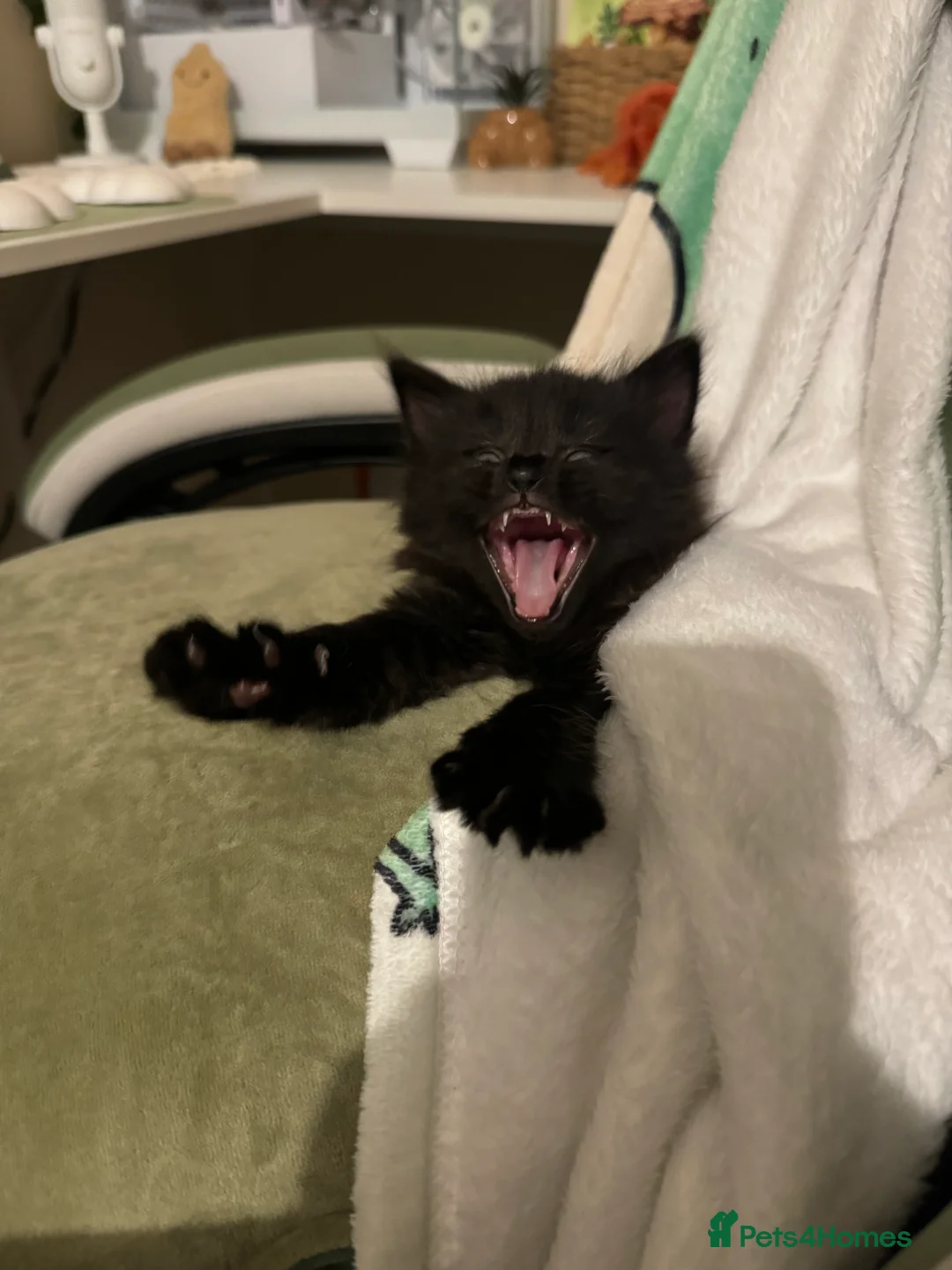 Mixed Breed cats for sale: 3 kittens seeking home - Advert 2